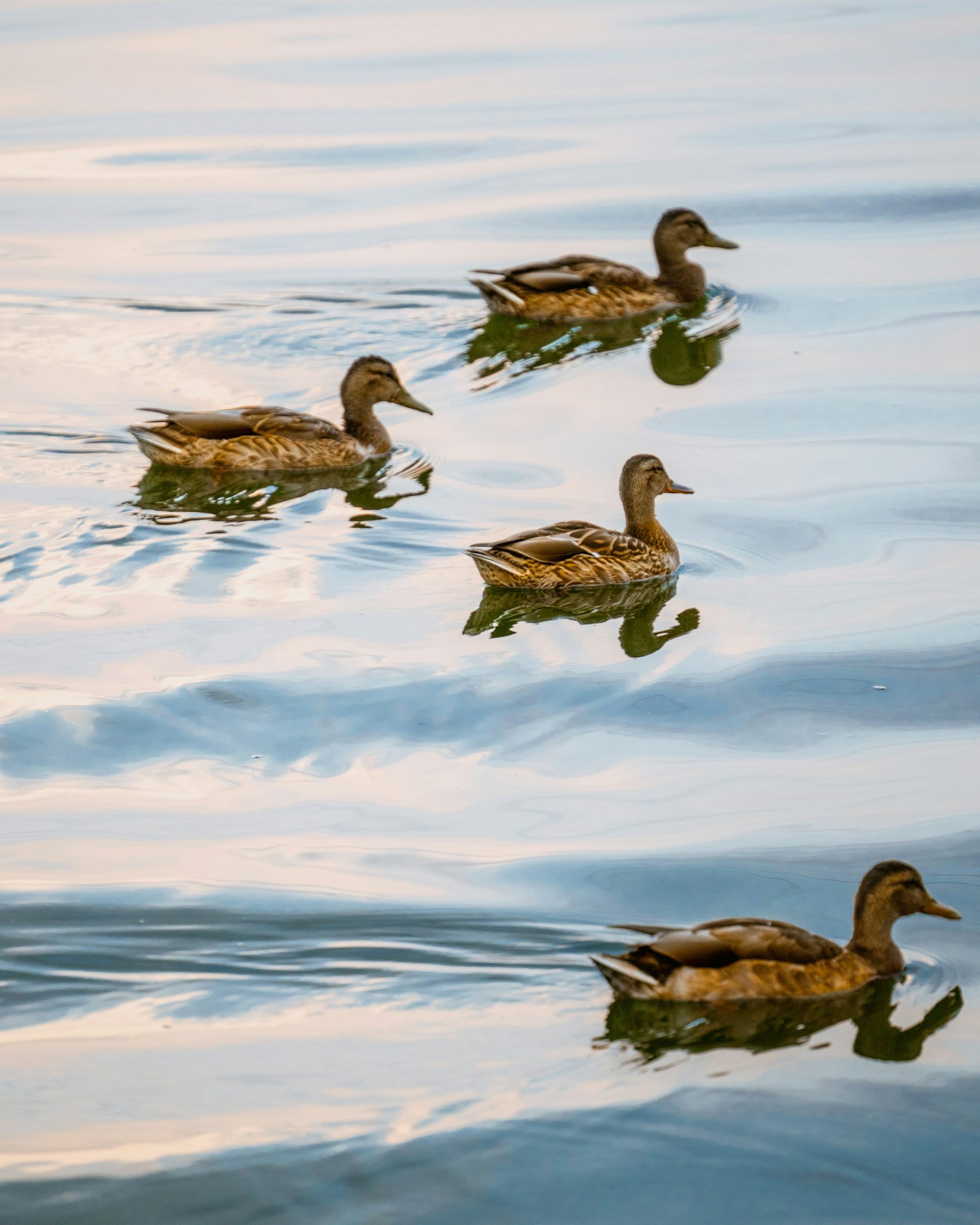 dmitry-limonov-IgkliHKVnkE-unsplash